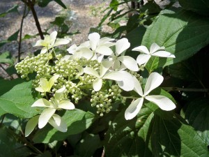 giardino a Pietrasanta 37