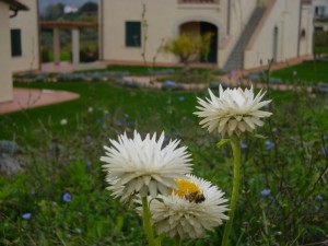 giardino agriturismo a Firenze 12